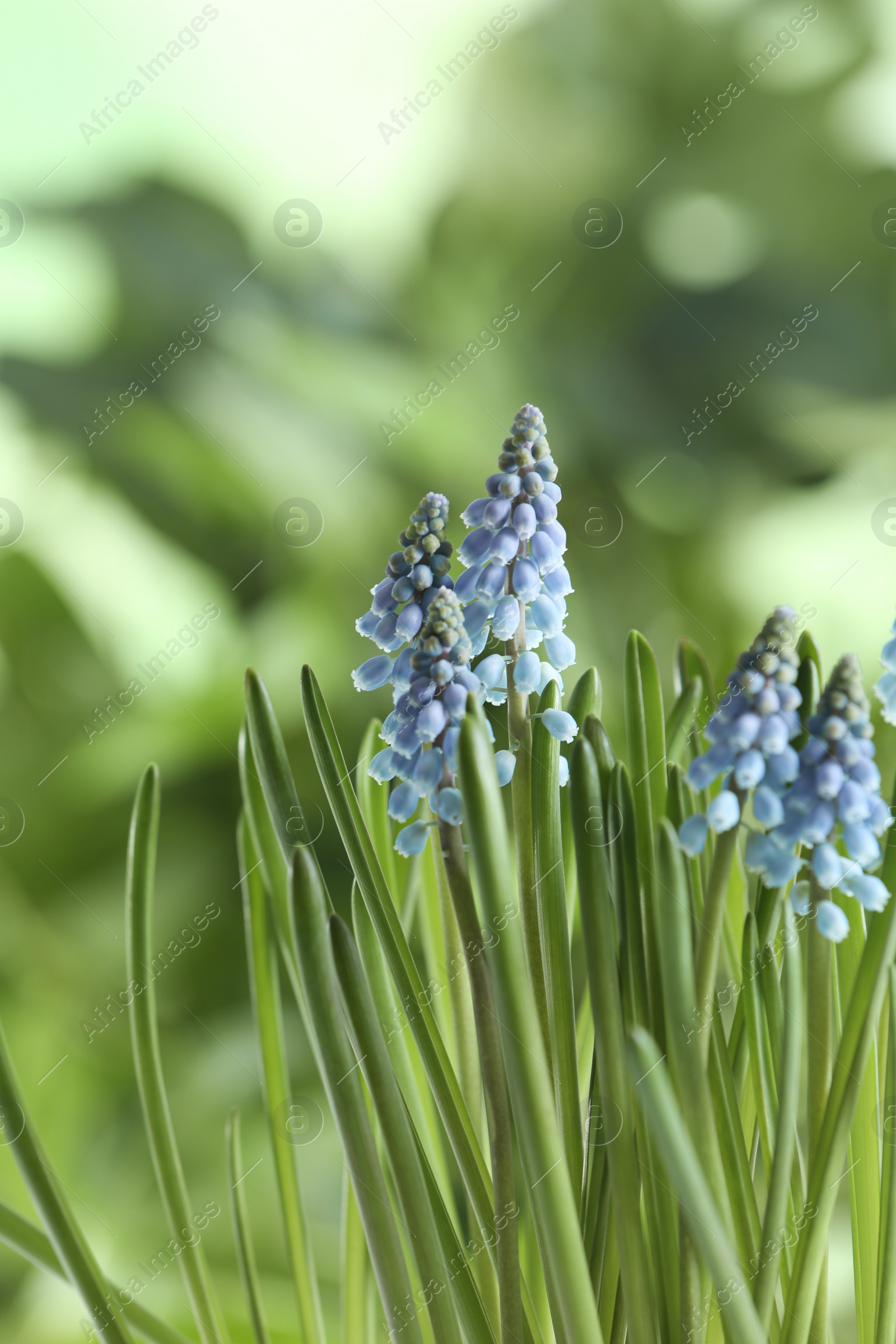 Photo of Beautiful spring muscari flowers on blurred background