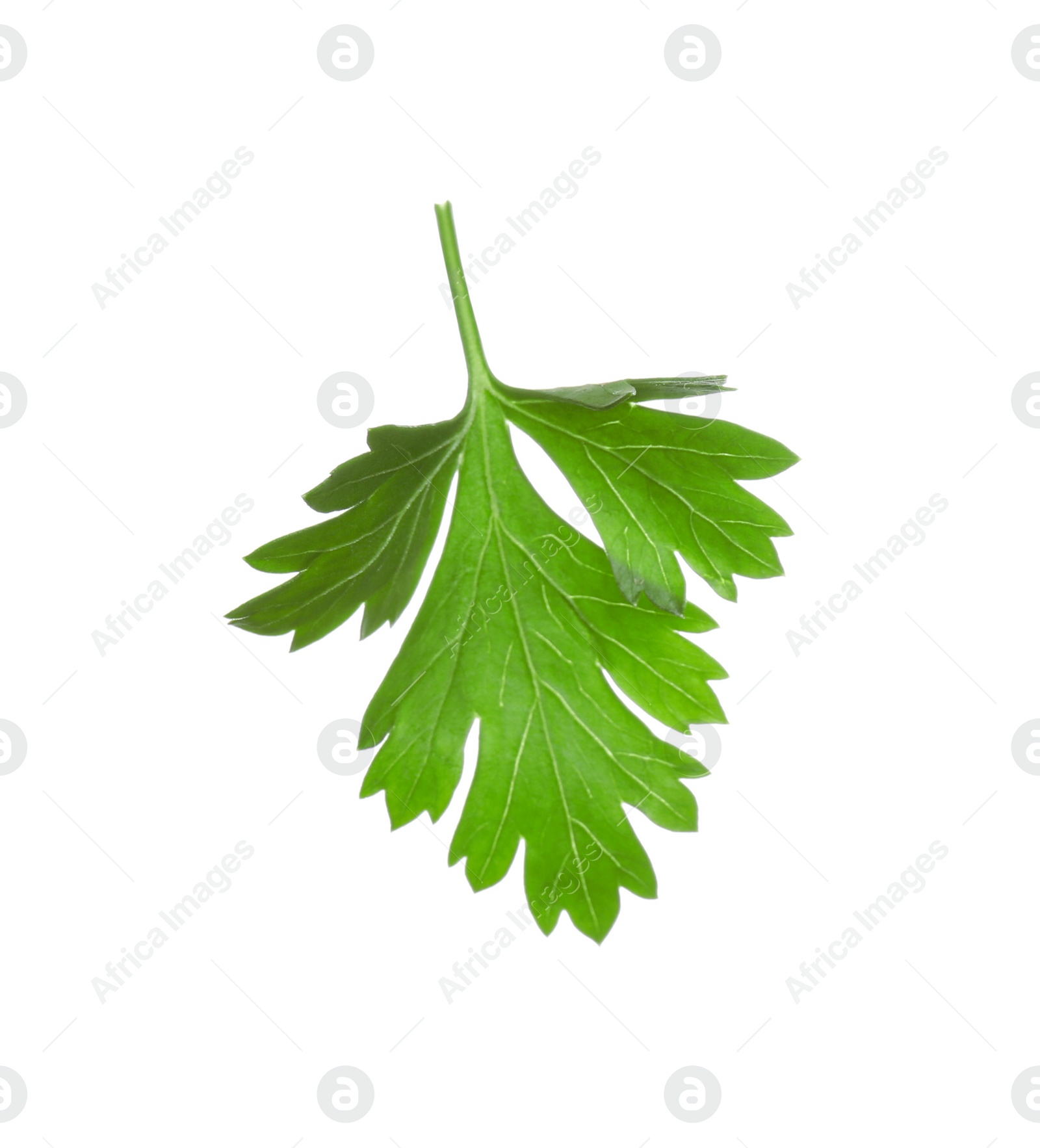 Photo of Fresh green organic parsley on white background