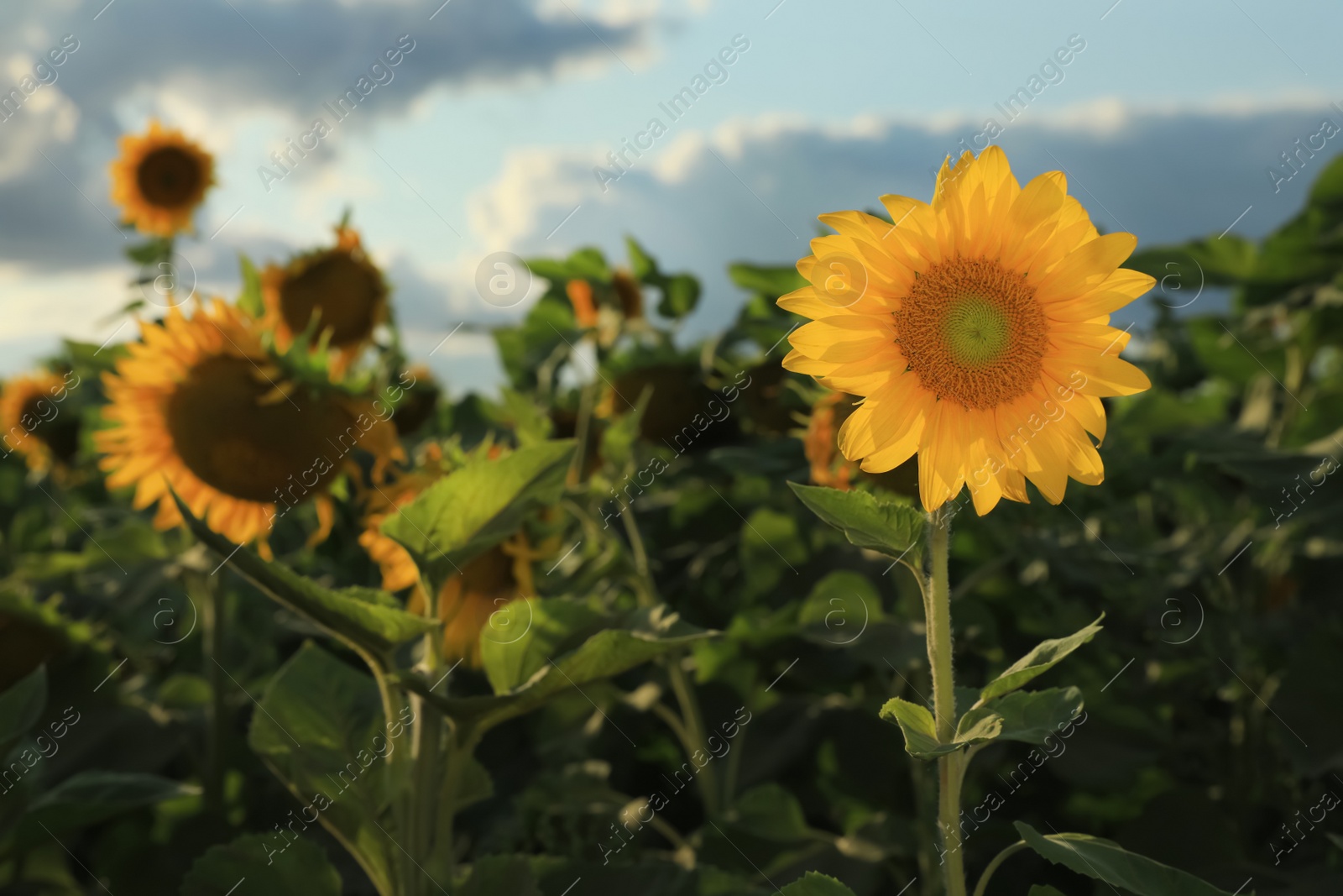 Photo of Beautiful blooming sunflower in field on summer day