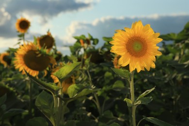 Photo of Beautiful blooming sunflower in field on summer day