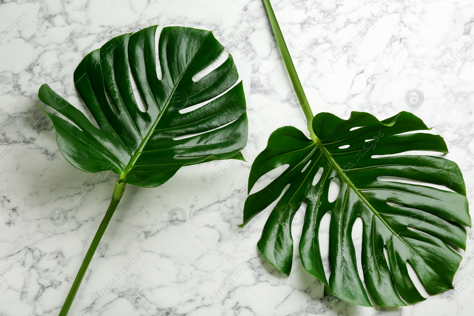 Photo of Beautiful monstera leaves on white marble background, flat lay. Tropical plant