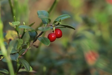 Photo of Tasty ripe lingonberries growing on sprig outdoors, space for text
