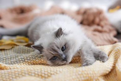 Photo of Cute cat with knitted blanket on floor at home. Warm and cozy winter