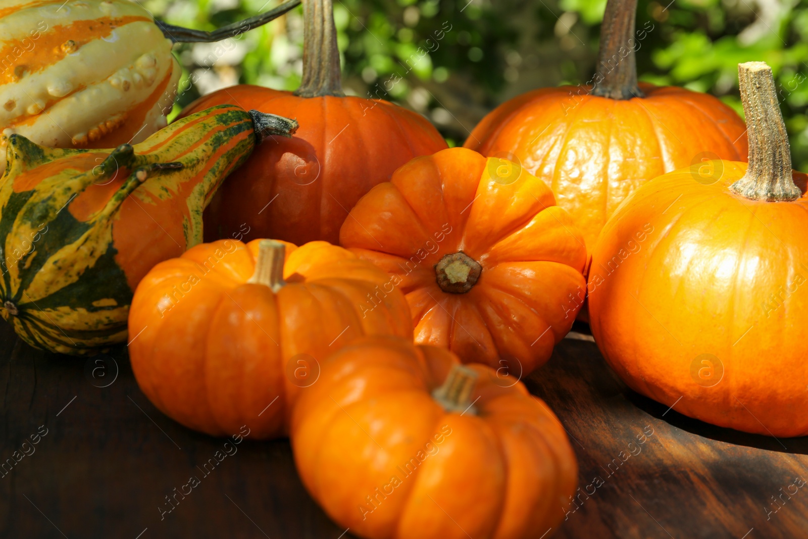 Photo of Many different ripe orange pumpkins on wooden table outdoors