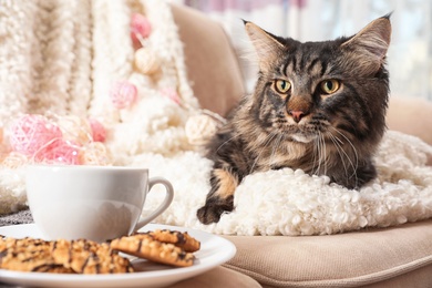 Photo of Cute cat with blanket, hot drink and cookies on sofa at home. Cozy winter