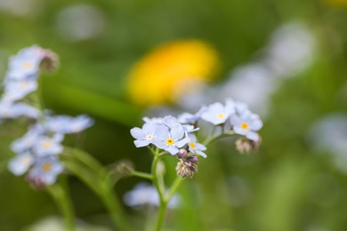 Beautiful forget-me-not flowers growing outdoors. Spring season