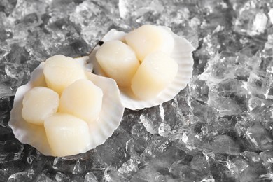 Photo of Fresh raw scallops with shells on ice cubes, closeup. Space for text