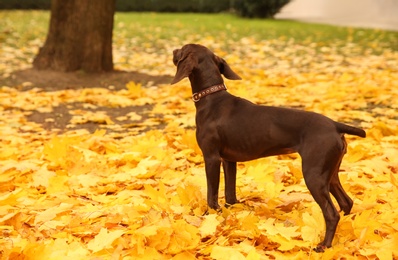 Photo of Cute German Shorthaired Pointer in park on autumn day