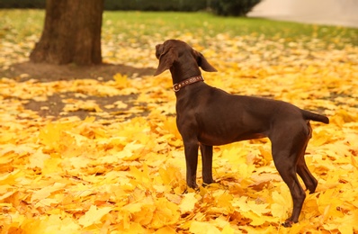 Cute German Shorthaired Pointer in park on autumn day