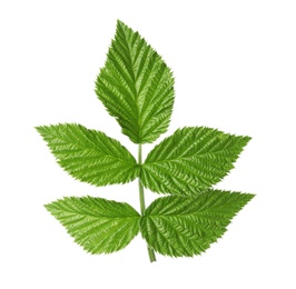 Fresh green raspberry leaves on white background