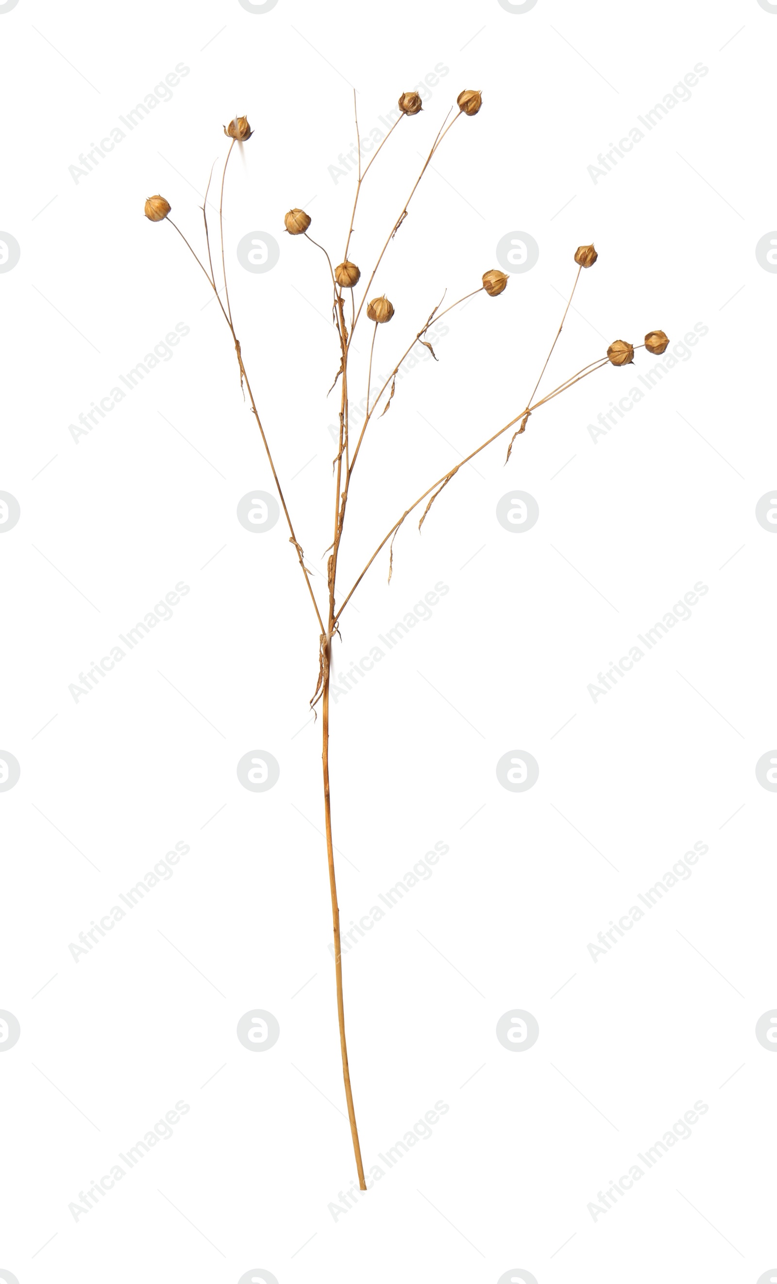 Photo of Beautiful dry flax plant isolated on white