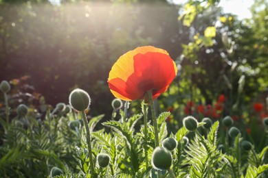 Beautiful bright red poppy flower outdoors on sunny day, closeup view