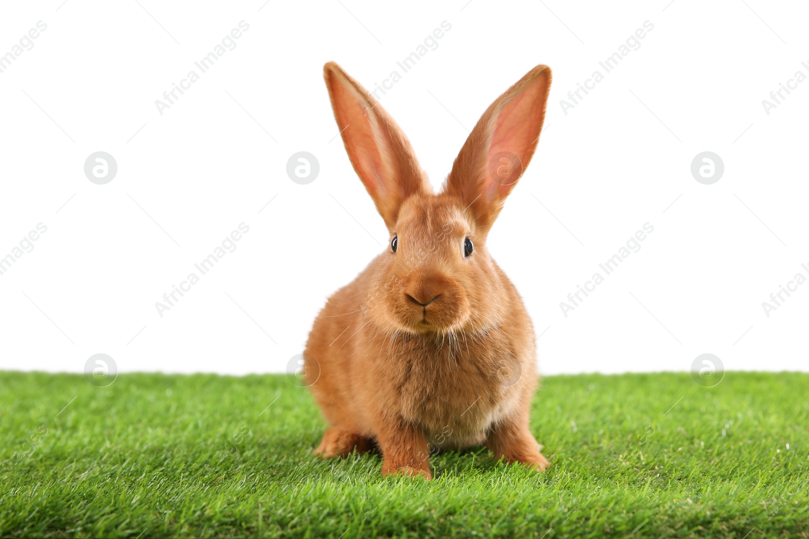 Photo of Cute bunny on green grass against white background. Easter symbol