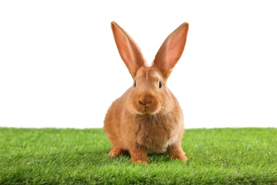 Photo of Cute bunny on green grass against white background. Easter symbol