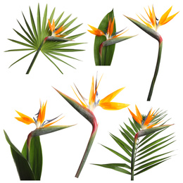 Set with beautiful Bird of Paradise tropical flowers and green leaves on white background