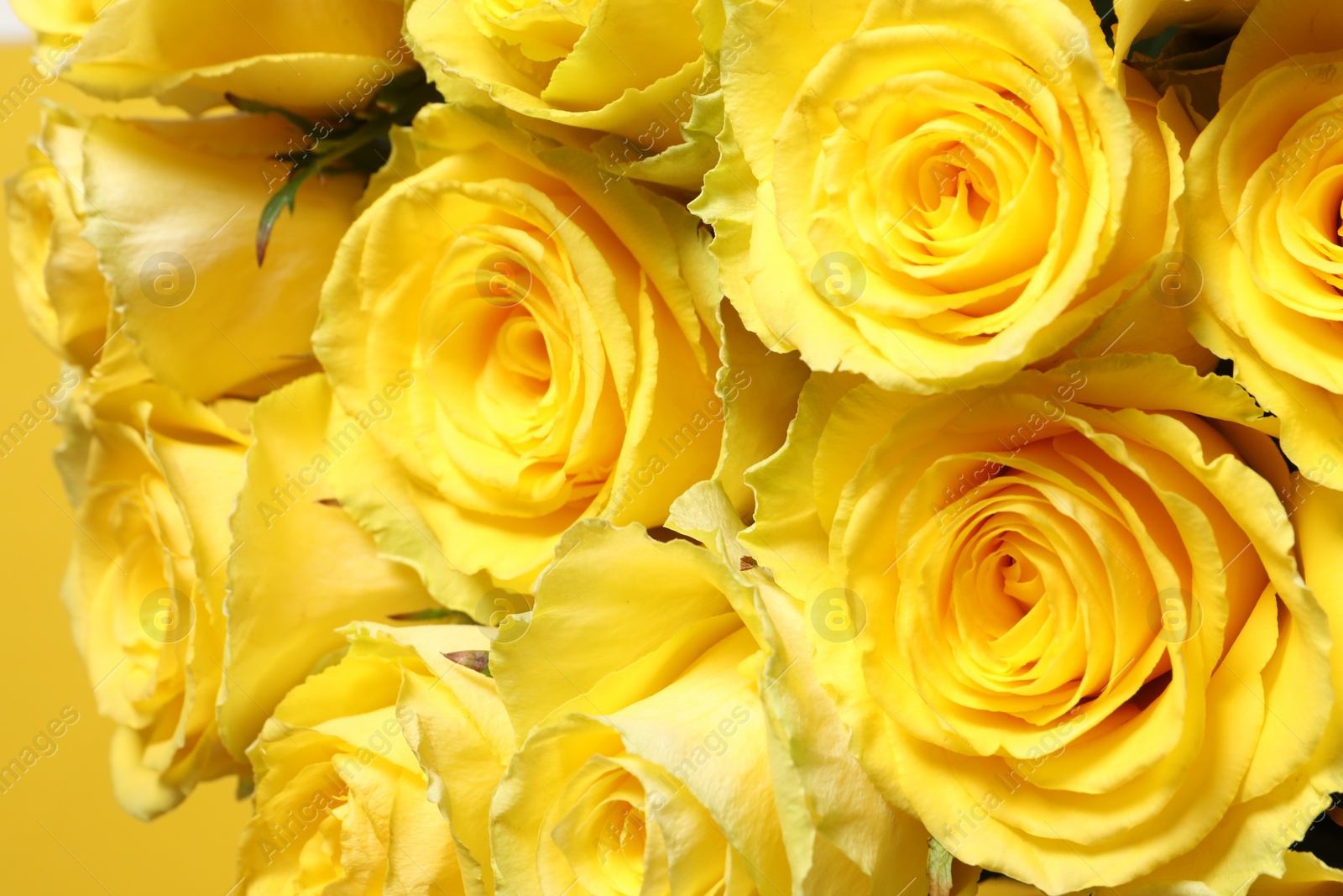 Photo of Beautiful bouquet of yellow roses, closeup view