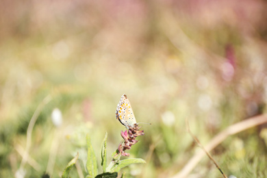Beautiful Adonis blue butterfly on plant in field, closeup. Space for text