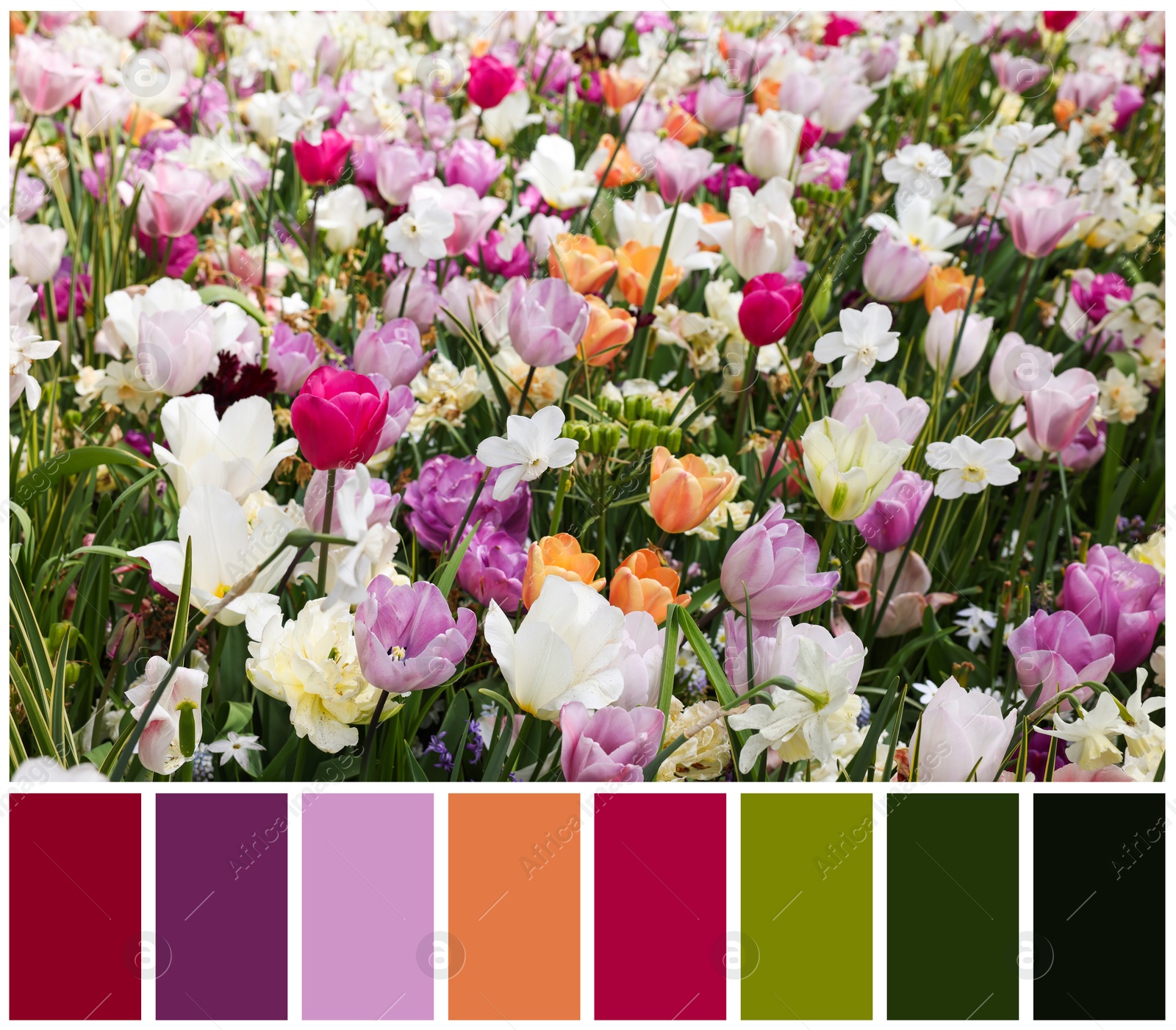 Image of Many beautiful different flowers and color palette. Collage