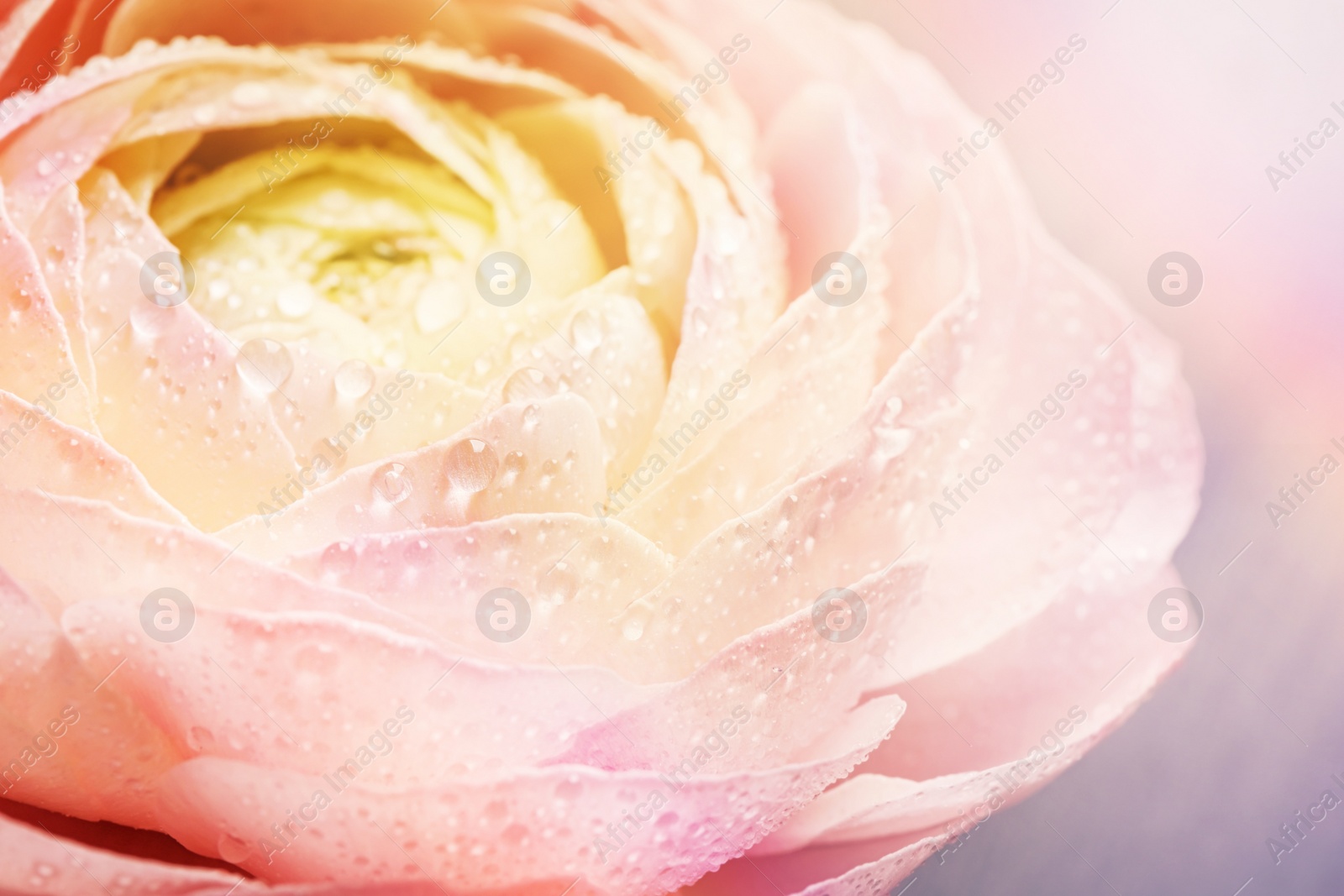 Image of Beautiful ranunculus flower with dew drops, closeup