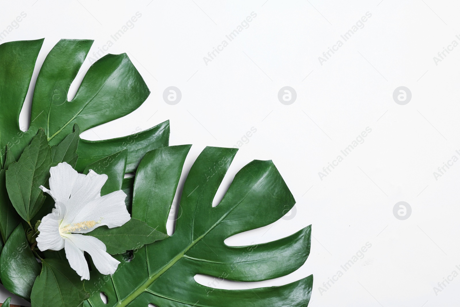 Photo of Flat lay composition with tropical leaves and Hibiscus flower on white background. Space for text