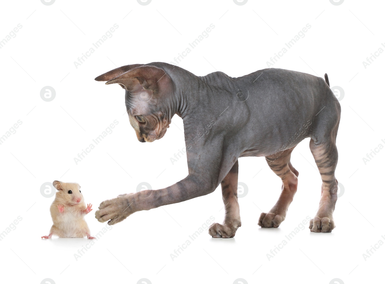 Image of Sphynx cat and hamster on white background