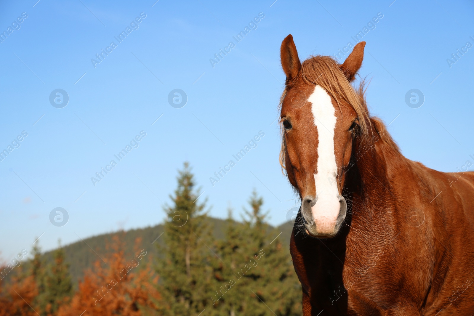 Photo of Brown horse in mountains on sunny day. Beautiful pet