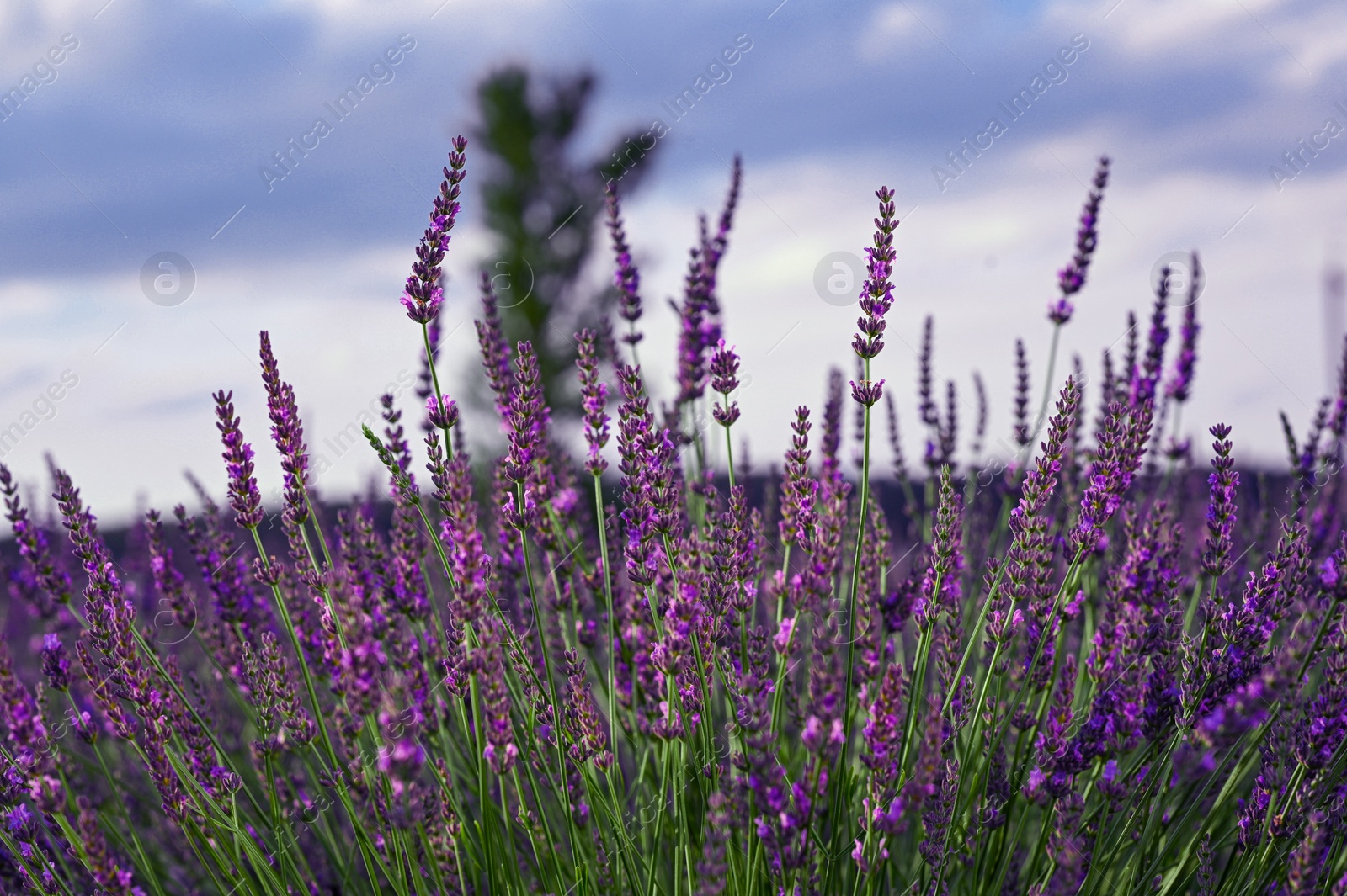 Photo of Beautiful blooming lavender plants growing in field