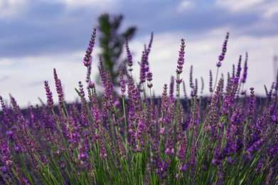 Beautiful blooming lavender plants growing in field