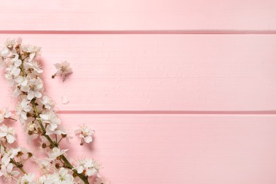 Photo of Cherry tree branches with beautiful blossoms on pink wooden table, flat lay. Space for text