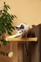 Photo of Adorable Sphynx cat on pet tree indoors