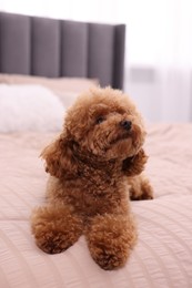 Cute Maltipoo dog on soft bed at home. Lovely pet