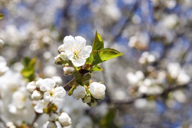 Closeup view of beautiful blossoming plum outdoors on sunny spring day. Space for text