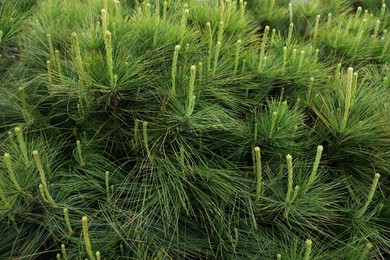 Green branches of beautiful conifer shrub outdoors, closeup