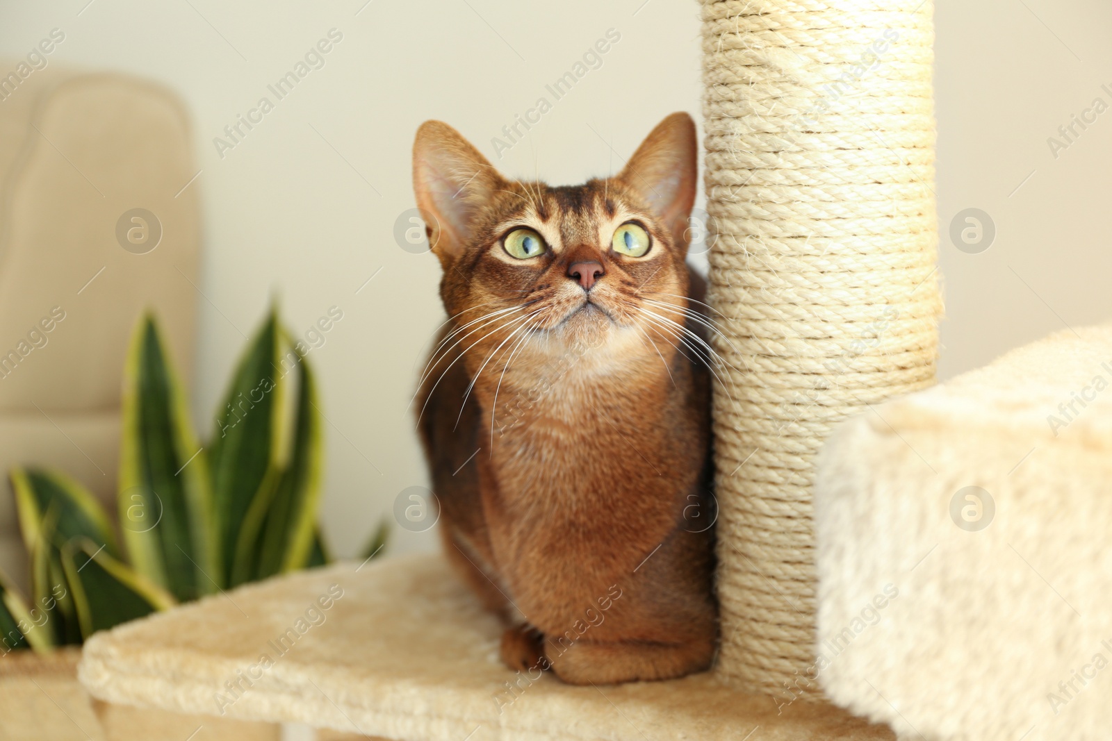 Photo of Beautiful Abyssinian cat on pet tree at home. Lovely pet