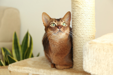 Beautiful Abyssinian cat on pet tree at home. Lovely pet