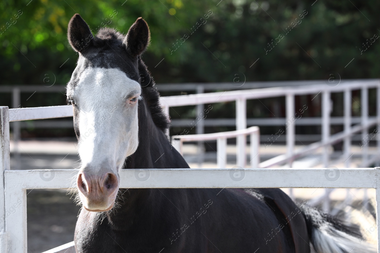 Photo of Splashed white horse at light fence outdoors