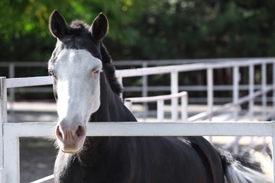 Splashed white horse at light fence outdoors