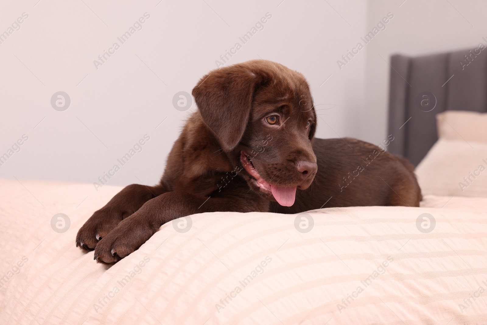 Photo of Cute chocolate Labrador Retriever on soft bed in room. Lovely pet