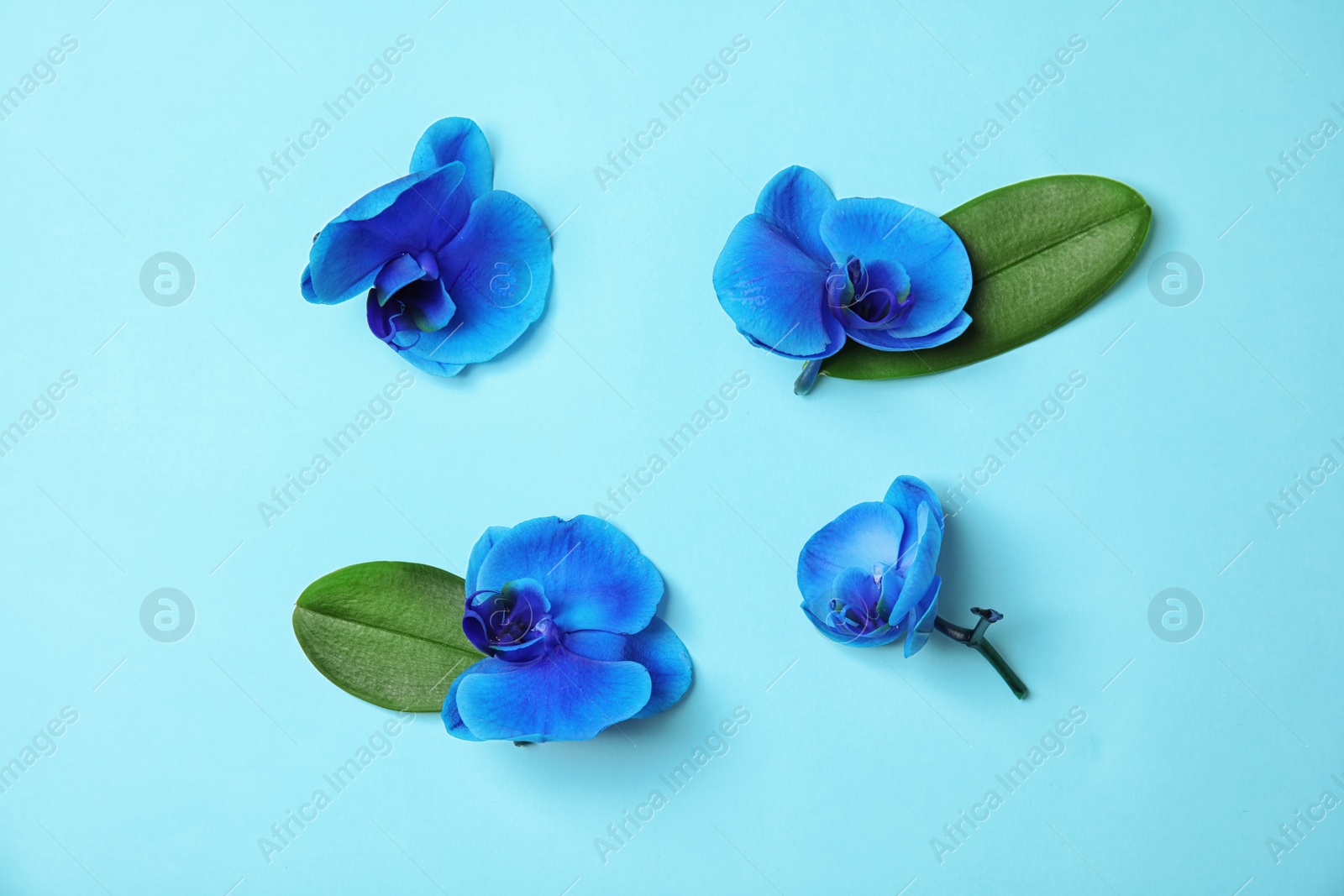 Photo of Beautiful tropical orchid flowers on color background, top view