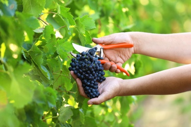 Photo of Man cutting bunch of fresh ripe juicy grapes with pruner outdoors, closeup
