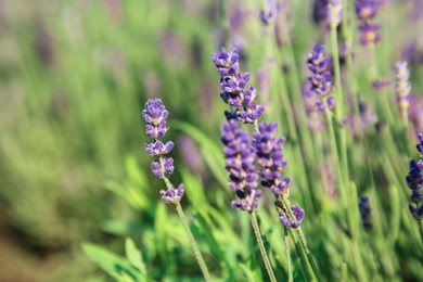 Photo of Beautiful blooming lavender growing in field, closeup. Space for text