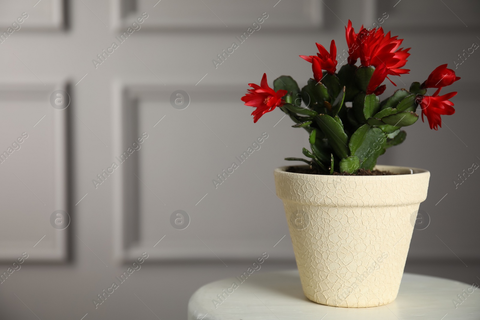 Photo of Beautiful blooming Schlumbergera (Christmas or Thanksgiving cactus) in pot on white table against light wall. Space for text