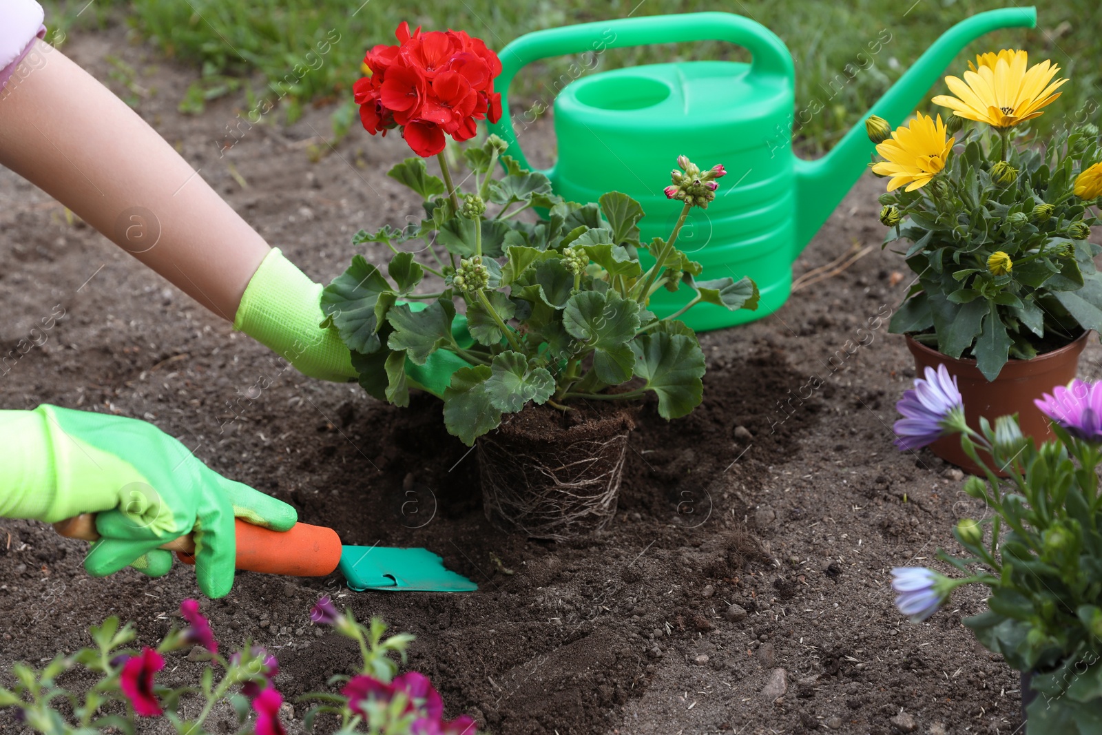 Photo of Woman in gardening gloves planting beautiful blooming flowers outdoors, closeup