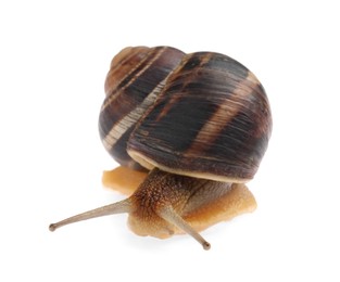 Photo of Common garden snail crawling on white background