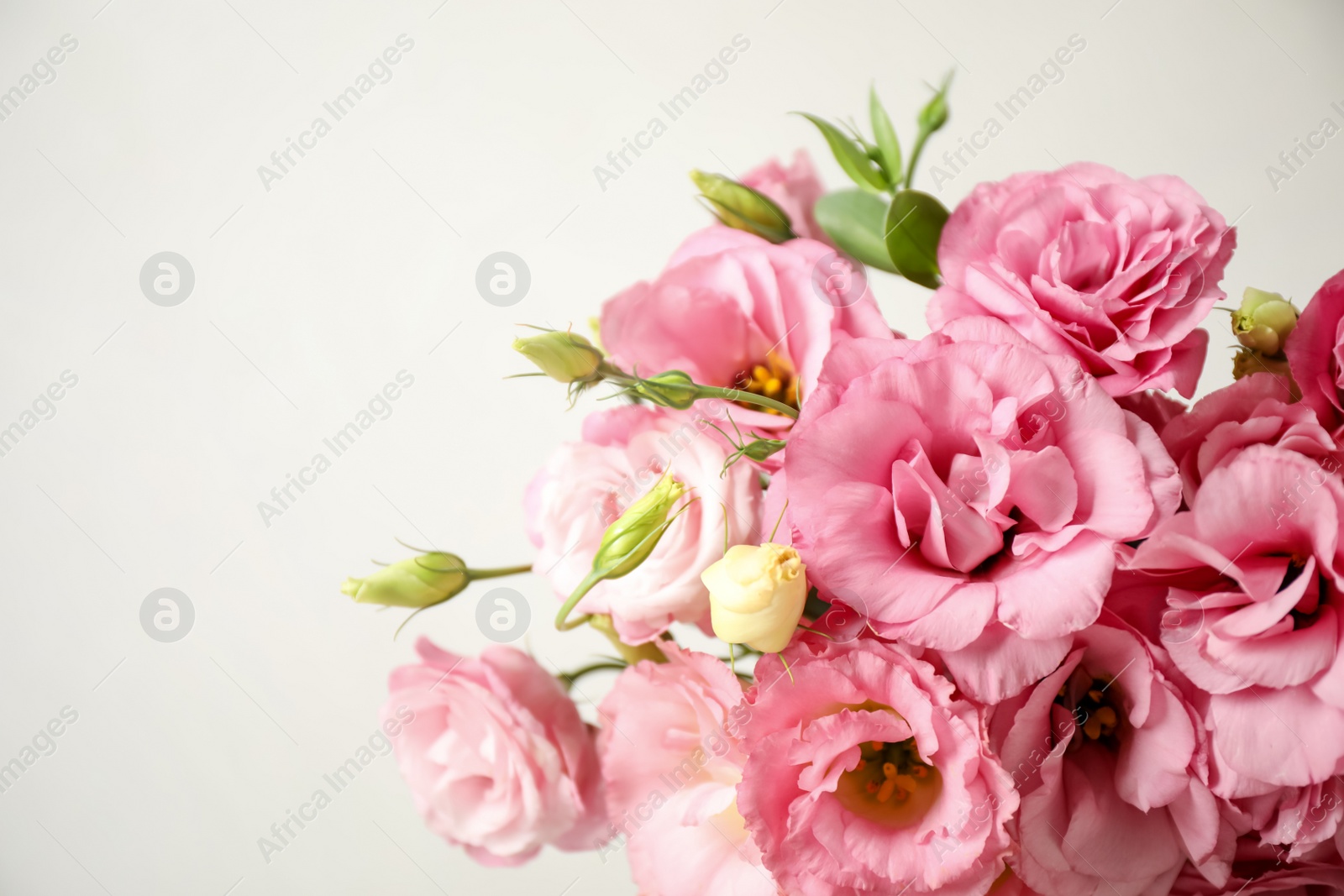 Photo of Beautiful pink Eustoma flowers on light background, closeup