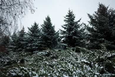 Photo of Coniferous trees covered with snow on winter day