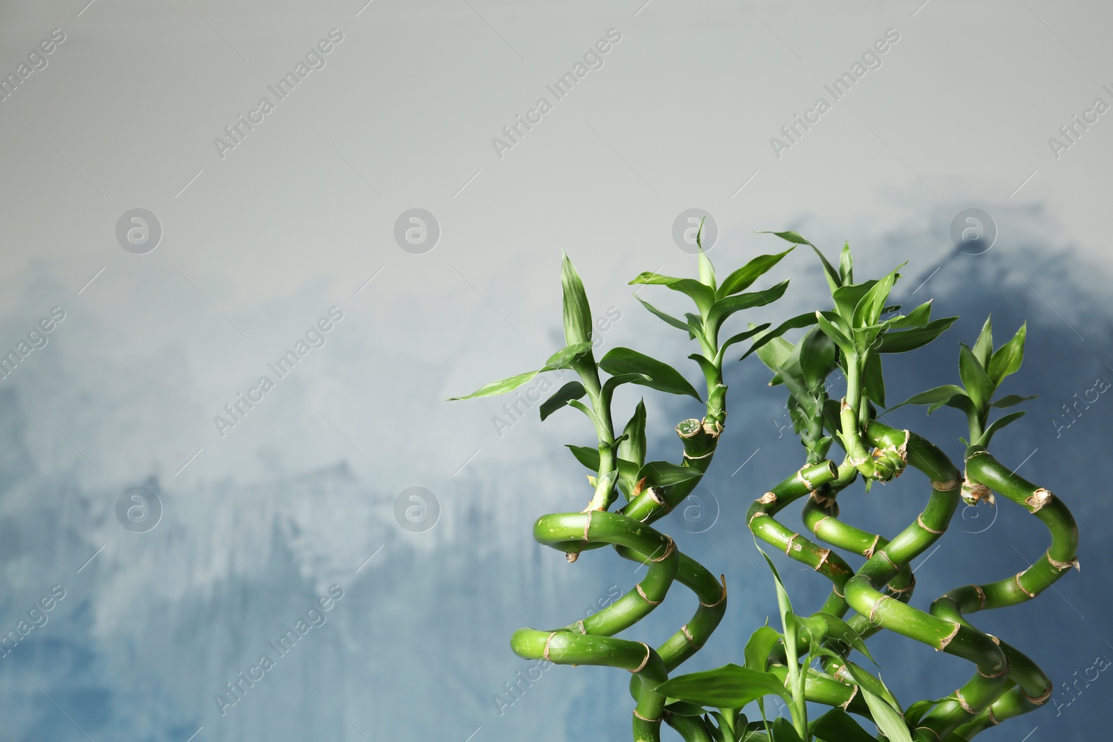 Photo of Green bamboo plant on color background. Space for text