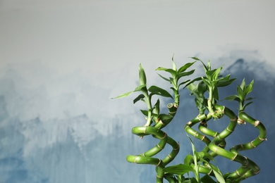 Green bamboo plant on color background. Space for text