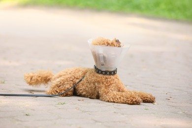 Photo of Cute Maltipoo dog with Elizabethan collar lying on pavement outdoors