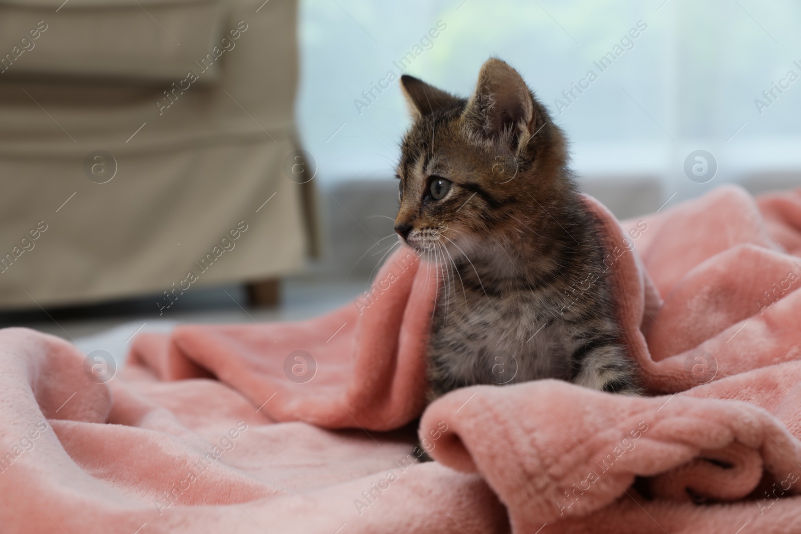 Photo of Cute little kitten on soft plaid at home, space for text